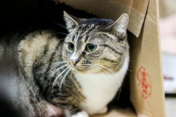 Unlocking business growth: how uk companies can harness ai power